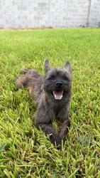 Found/Stray Male Dog last seen Near N Elm Avenue, Edinburg, TX 78541