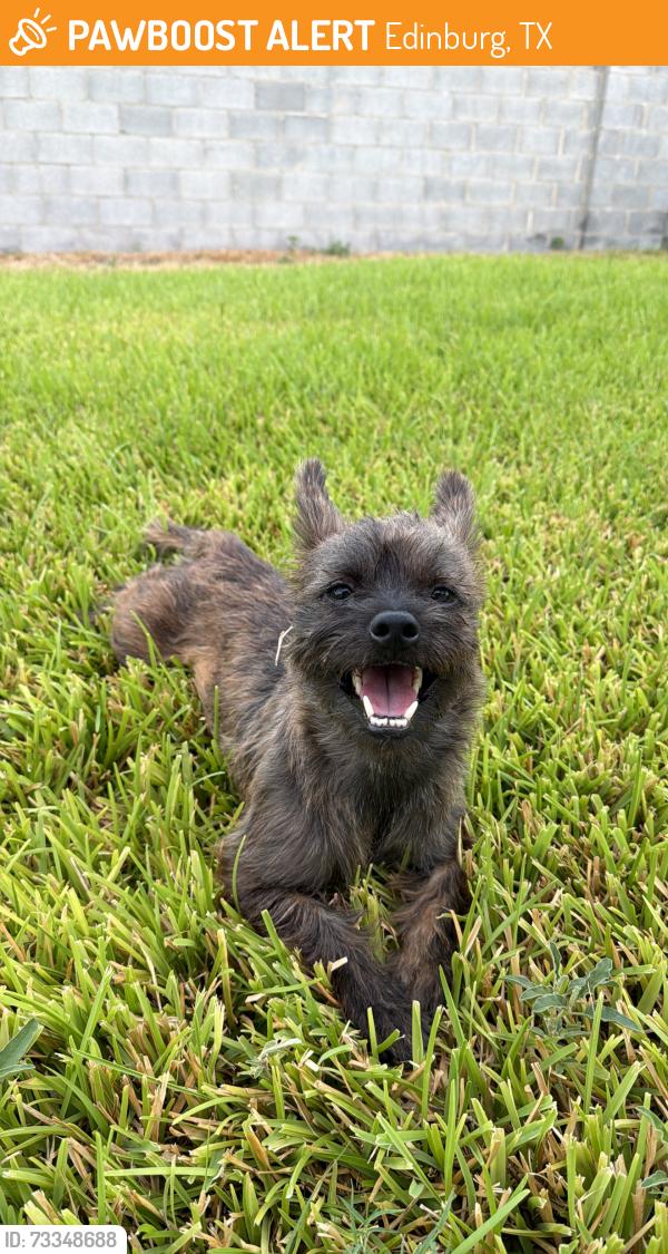 Found/Stray Male Dog last seen Near N Elm Avenue, Edinburg, TX 78541