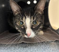 Shelter Stray Unknown Cat last seen Malcolm X Street, NEW YORK, NY, 10029, 326 E 110th St, New York, NY 10029, USA