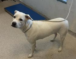 Shelter Stray Female Dog last seen Near E 21st Street, NEW YORK, NY, 10010, 326 E 110th St, New York, NY 10029, USA