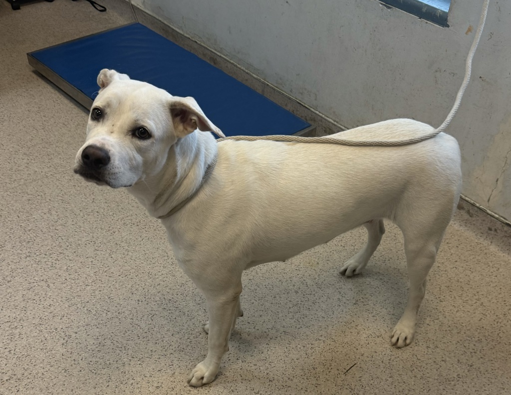 Shelter Stray Female Dog last seen Near E 21st Street, NEW YORK, NY, 10010, 326 E 110th St, New York, NY 10029, USA