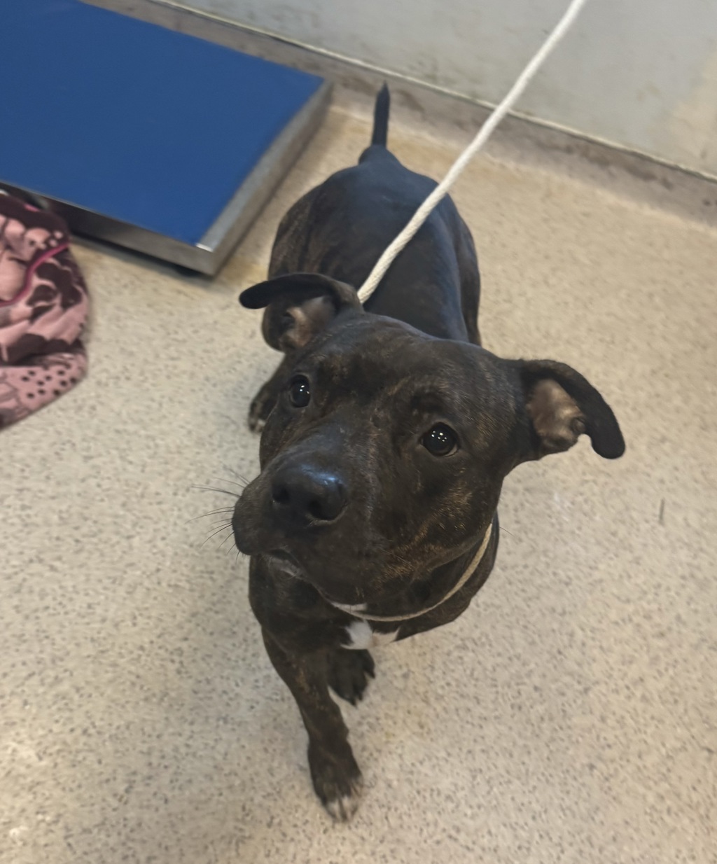 Shelter Stray Male Dog last seen Near 149 Street, BRONX, NY, 10455, 326 E 110th St, New York, NY 10029, USA