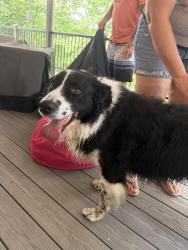 Reunited Male Dog last seen Shore line dr and marigold lane, Davidson County, NC 27292