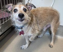 Shelter Stray Male Dog last seen Near Petree Street, El Cajon, CA, 92020, El Cajon, CA 92020, USA