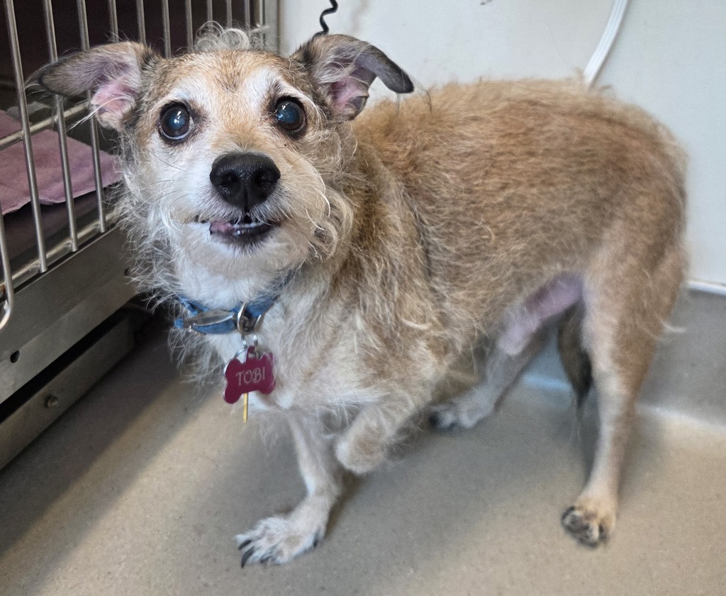 Shelter Stray Male Dog last seen Near Petree Street, El Cajon, CA, 92020, El Cajon, CA 92020, USA
