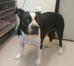 Shelter Stray Female Dog last seen Near N 3rd Street, El Cajon, CA, 92021, El Cajon, CA 92020, USA