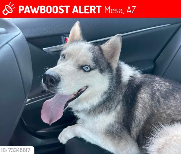 Lost Male Dog last seen Ellsworth y southern, Mesa, AZ 85208