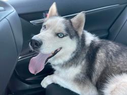 Lost Male Dog last seen Ellsworth y southern, Mesa, AZ 85208