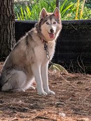 Lost Female Dog last seen Van Kal, Almena, Red Arrow/Stadium Drive, Mattawan, MI 49071