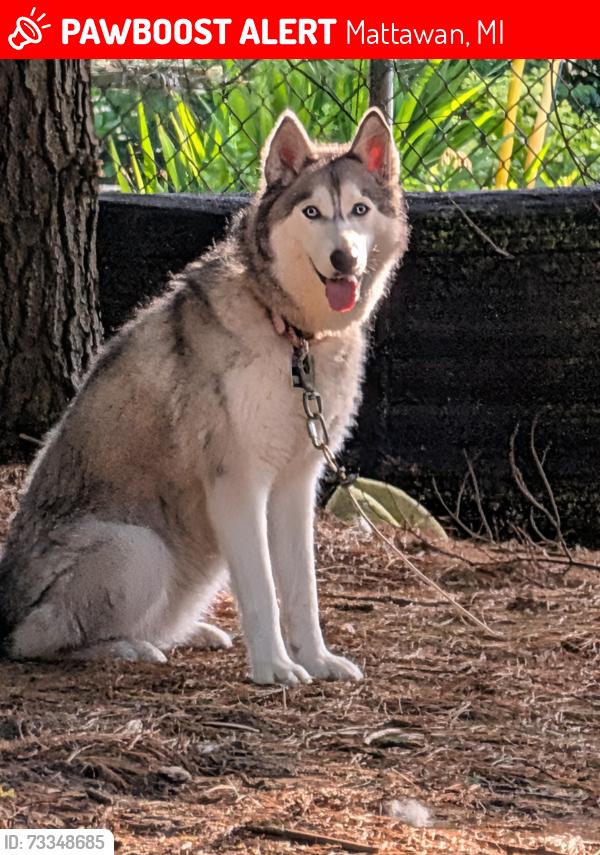 Lost Female Dog last seen Van Kal, Almena, Red Arrow/Stadium Drive, Mattawan, MI 49071