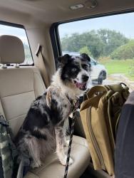 Reunited Unknown Dog last seen Near entrance to neighborhood, Bullard, TX 75757
