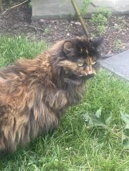 Found/Stray Unknown Cat last seen Edge ridge Rd, Mount Lebanon Municipality, PA 15216
