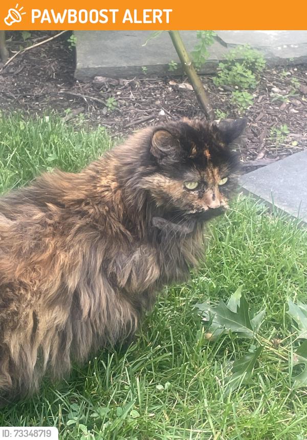 Found/Stray Unknown Cat last seen Edge ridge Rd, Mount Lebanon Municipality, PA 15216