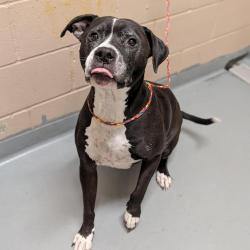 Shelter Stray Female Dog last seen , 2608 Center St, Tacoma, WA 98409, USA