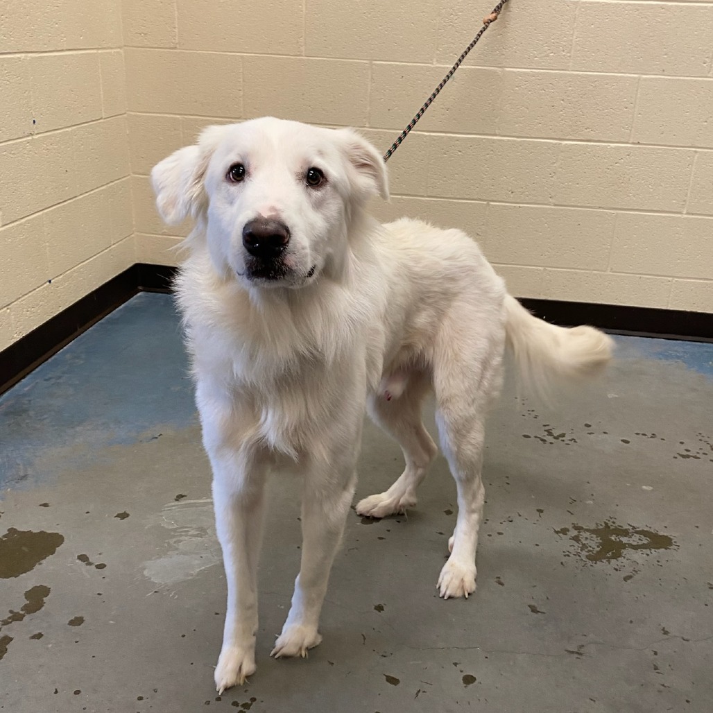Shelter Stray Male Dog last seen , 2350 Appling City Cove, Memphis, TN 38133, USA