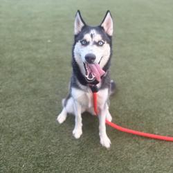 Shelter Stray Female Dog last seen , Animal Care & Control Team of Philly, 111 W Hunting Park Ave, Philadelphia, PA 19140, USA