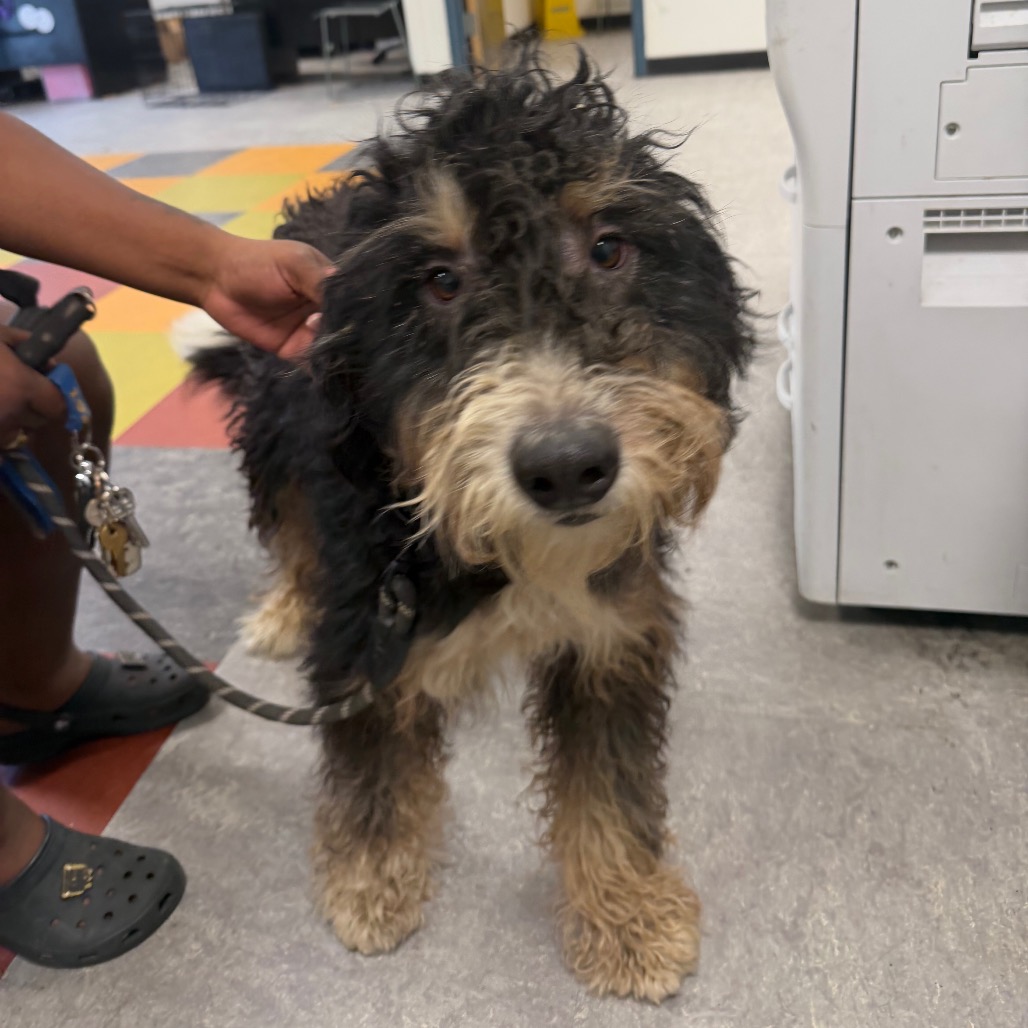 Shelter Stray Male Dog last seen , Animal Care & Control Team of Philly, 111 W Hunting Park Ave, Philadelphia, PA 19140, USA