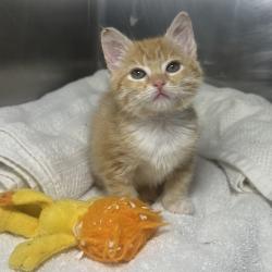 Shelter Stray Unknown Cat last seen , 4575 E Mesquite Ave, Palm Springs, CA 92264, USA