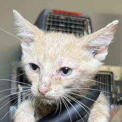 Shelter Stray Male Cat last seen , 4575 E Mesquite Ave, Palm Springs, CA 92264, USA
