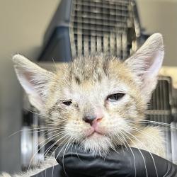 Shelter Stray Male Cat last seen , 4575 E Mesquite Ave, Palm Springs, CA 92264, USA
