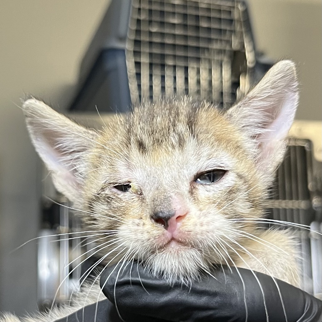 Shelter Stray Male Cat last seen , 4575 E Mesquite Ave, Palm Springs, CA 92264, USA