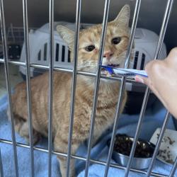 Shelter Stray Male Cat last seen , 21800 Central Ave, Matteson, IL 60443, USA