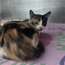 Shelter Stray Female Cat last seen , 21800 Central Ave, Matteson, IL 60443, USA