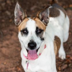 Shelter Stray Female Dog last seen , 328 Furman Hall Rd, Greenville, SC 29609, USA