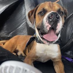 Shelter Stray Male Dog last seen , 328 Furman Hall Rd, Greenville, SC 29609, USA