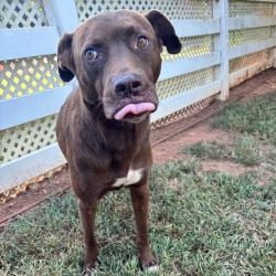Shelter Stray Male Dog last seen , 328 Furman Hall Rd, Greenville, SC 29609, USA