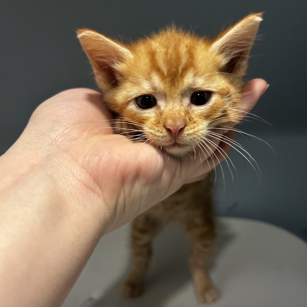 Shelter Stray Male Cat last seen , 4500 N Access Rd, Chattanooga, TN 37415, USA