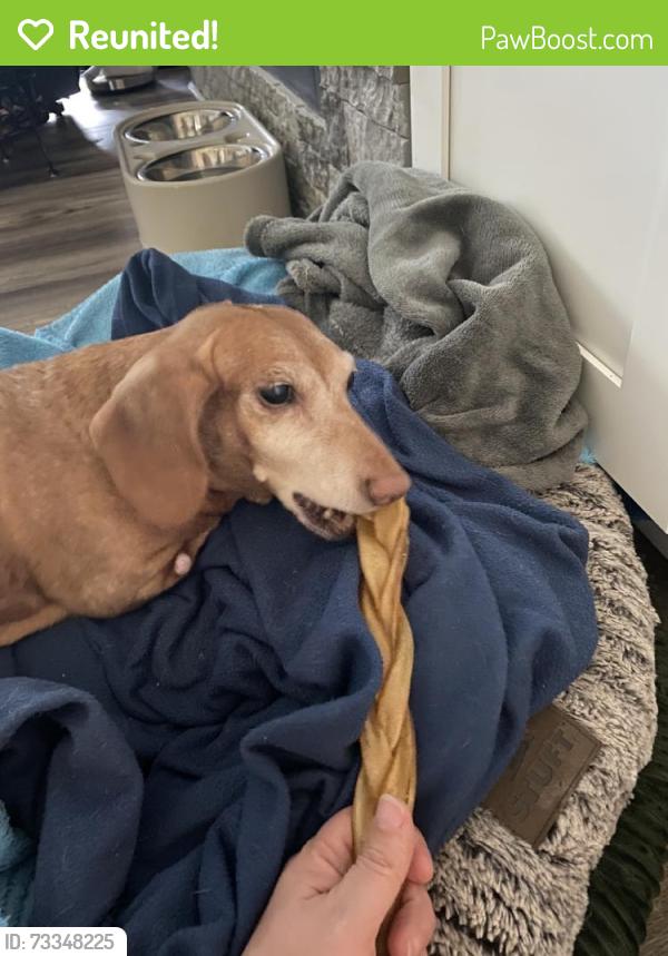 Reunited Female Dog last seen Near Vienna Hwy, Hawkinsville, GA 31036, USA, Hawkinsville, GA 31036