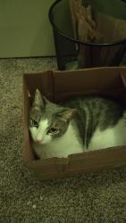 Lost Male Cat last seen Quintana Dr, La Prada Drive, and O'banion Road, Garland, TX 75043