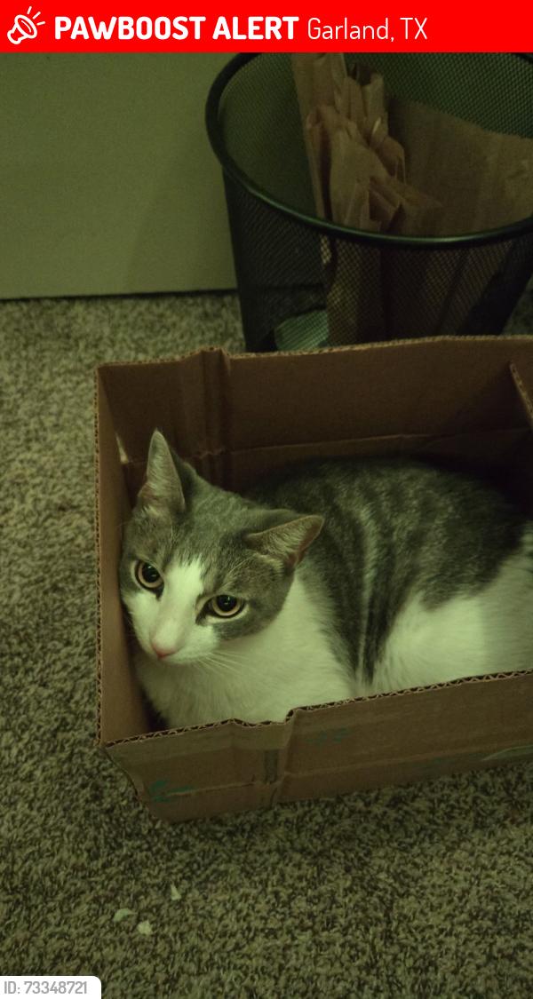 Lost Male Cat last seen Quintana Dr, La Prada Drive, and O'banion Road, Garland, TX 75043