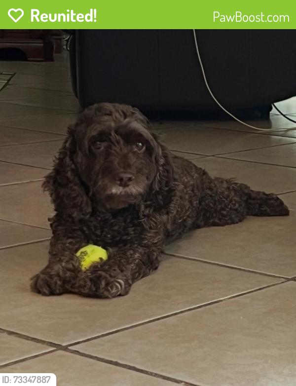 Reunited Female Dog last seen Near N Hawley St Eustis, FL 32726 United States, Eustis, FL 32726