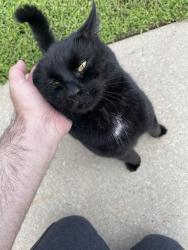 Reunited Male Cat last seen Laurel rd, Clementon, NJ 08021