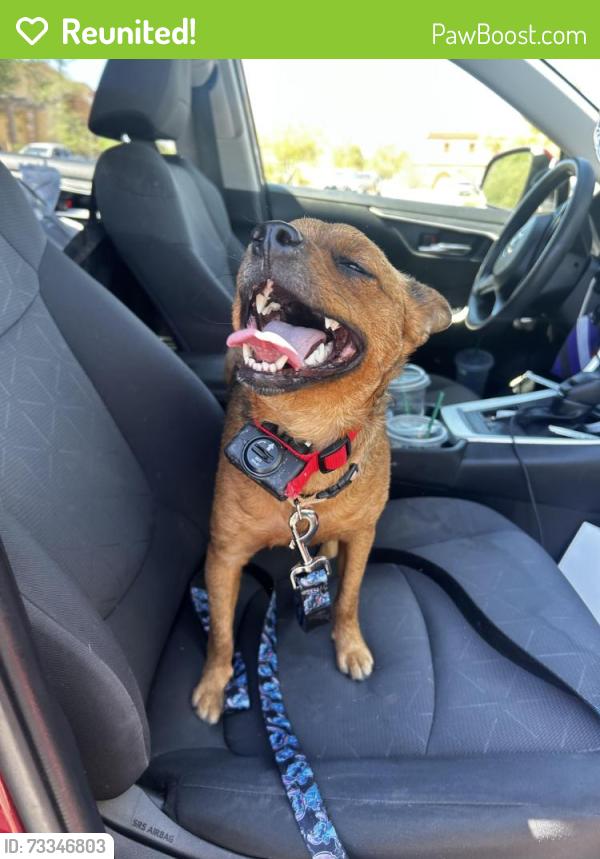 Reunited Male Dog last seen Near Monterey Ave, Palm Desert, CA 92211, USA, Palm Desert, CA 92211