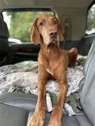 Reunited Male Dog last seen Near 154th Ave SE, Kent, WA 98042, USA, Kent, WA 98042