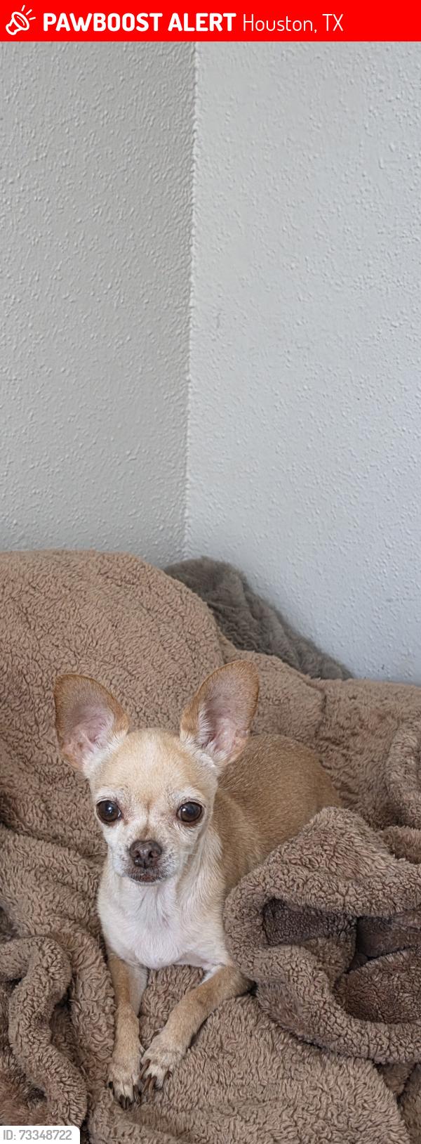 Lost Female Dog last seen Baca St, Houston, TX 77013