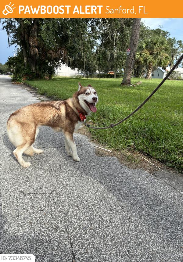 Found/Stray Female Dog last seen 11th & Maple, Sanford, FL 32771