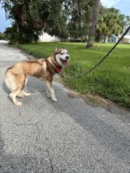 Found/Stray Female Dog last seen 11th & Maple, Sanford, FL 32771
