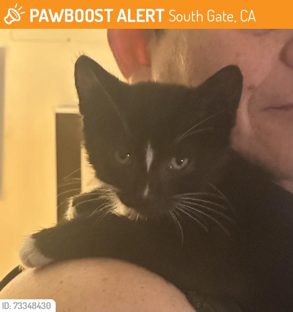 Found/Stray Unknown Cat last seen Atlantic and Wright, South Gate, CA 90280
