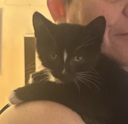 Found/Stray Unknown Cat last seen Atlantic and Wright, South Gate, CA 90280