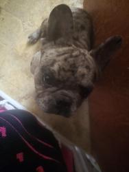 Reunited Unknown Dog last seen Gray ave, Yuba City, CA 95993