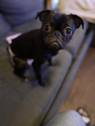 Lost Female Dog last seen Barrett, San Antonio, TX 78226