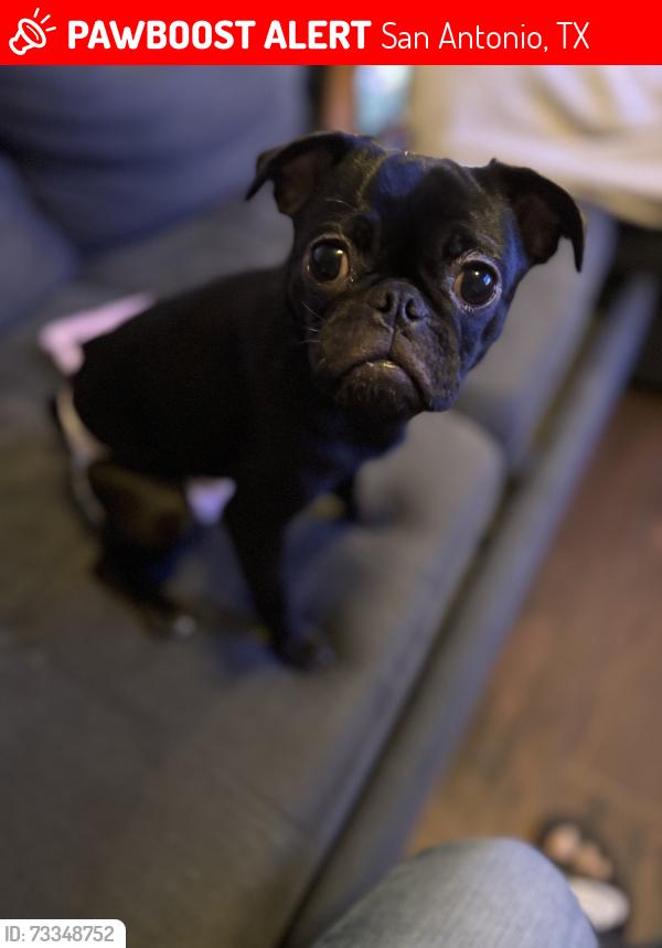 Lost Female Dog last seen Barrett, San Antonio, TX 78226