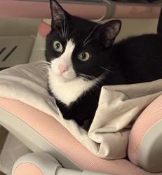 Lost Male Cat last seen Hollow oak street, Agoura Hills, CA 91301