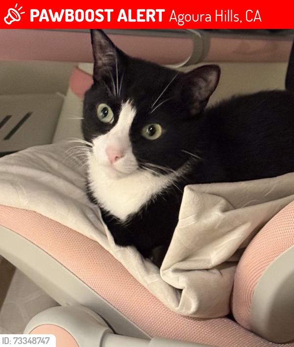 Lost Male Cat last seen Hollow oak street, Agoura Hills, CA 91301