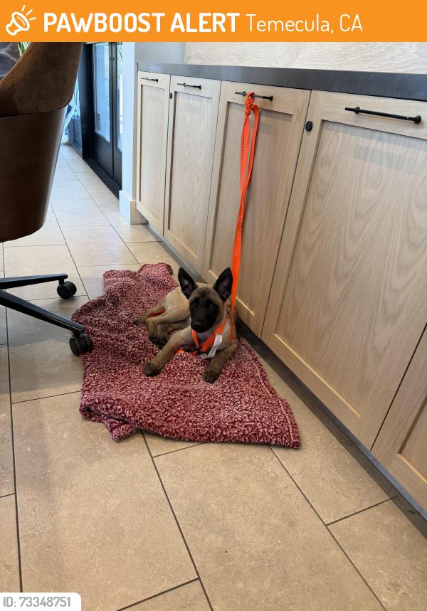 Found/Stray Female Dog last seen Temecula CA, Temecula, CA 92590