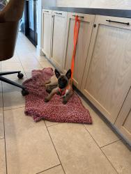 Found/Stray Female Dog last seen Temecula CA, Temecula, CA 92590